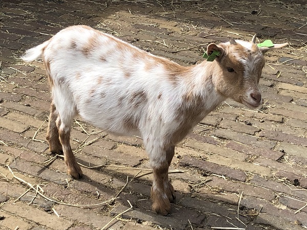 Emmi